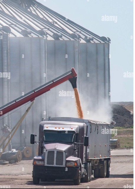 Corn being loaded into a transport truck