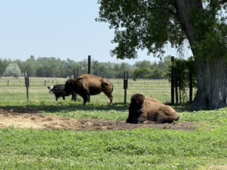 Live bison on the ranch grounds