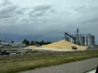 An enormous pile of corn