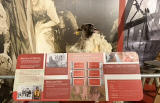 Taxidermied sheep at the museum