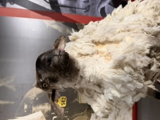 Taxidermied sheep, close up