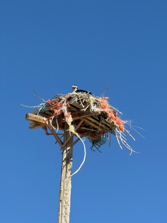 Osprey nest on top of a utility pole