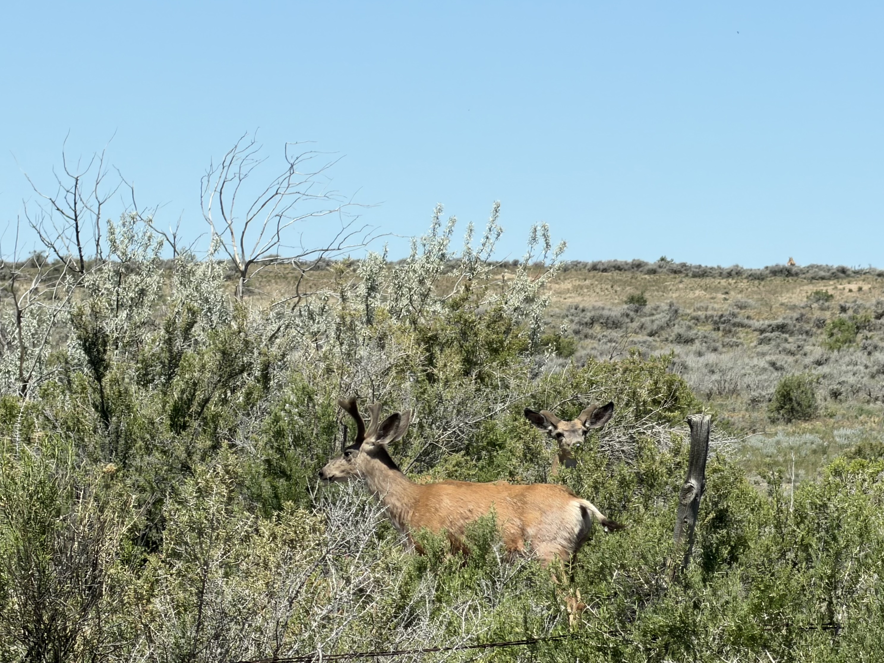 More pronghorn grazing near the road
