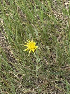Tragopogon dubius — yellow salsify