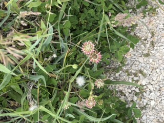 Alsike clover heads