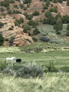 Horses roaming the open range