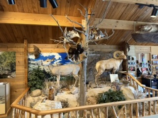 More wildlife displays
