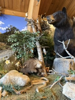 Taxidermy display at the visitor center