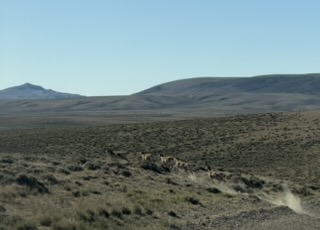 Antelope along the county road