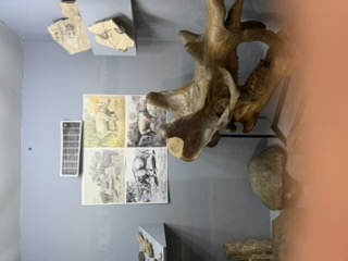 Fort Bridger fossil and archaeology display