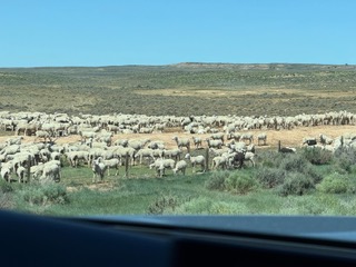 Sheep grazing along the road