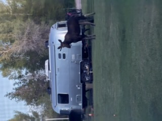Another view of the moose at sunset