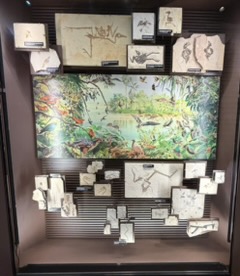 Another fossil specimen on display