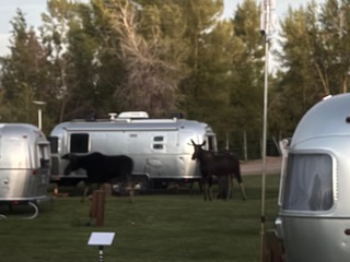 Moose spotted near sunset
