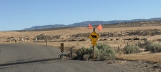Back road through free range country in Idaho