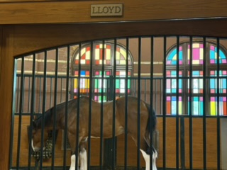 Budweiser Clydesdale in its stained glass stall