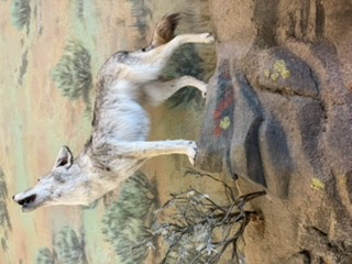 Coyote storyteller exhibit at the Oregon Trail Interpretive Center