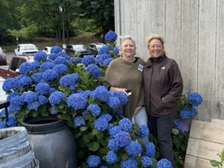 Hydrangeas near the Columbia Gorge sternwheeler dock