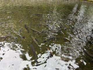 Rainbow trout feeding at the fish hatchery