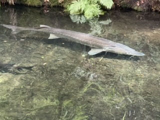 Sturgeon viewed from above at the fish hatchery