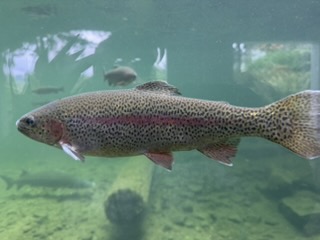 Rainbow trout in the hatchery aquarium