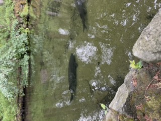 Sturgeon swimming at the fish hatchery
