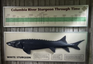 Large sturgeon in the hatchery viewing tank