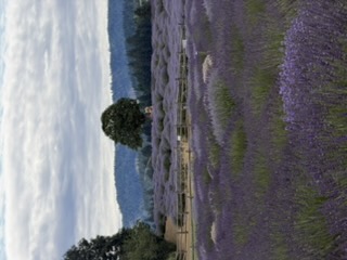 Lavender rows at Hood River Lavender Farm