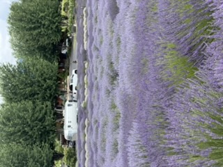 Hood River Lavender Farm fields
