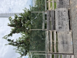 Cherry orchard at Draper Girls Country Farm