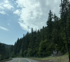 Creek in Mt Hood National Forest