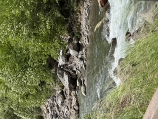 Forest creek near Mt Hood