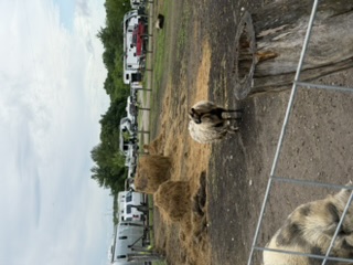 Geese and goslings at the campground