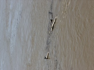 Little bird perched on driftwood at the riverfront